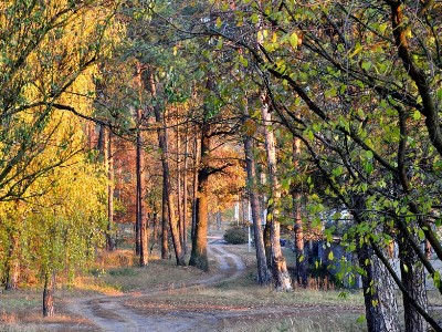 Вітання Голови ФПУ Юрія Кулика з нагоди Дня працівника лісу
