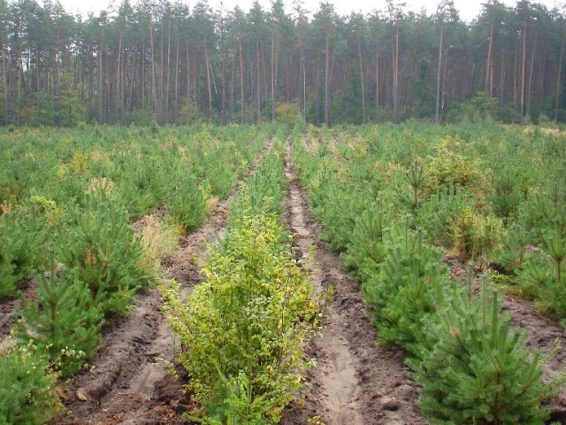 На Рівненщині на честь Збройних Сил висадили ліс