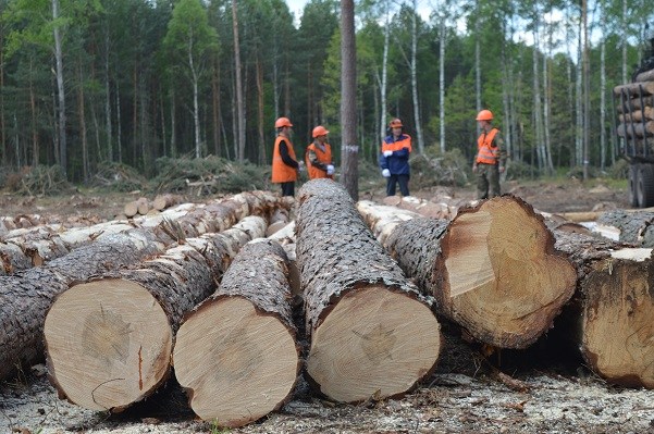 БЛІЦ - ІНТЕРВ’Ю. Оцінка сучасного стану у галузі лісового господарства